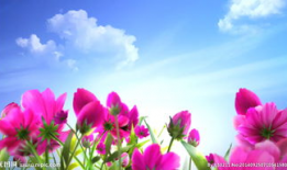 花视频,捕捉瞬间之美，感受生命律动